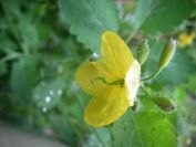 2009-04-12-090-Unknown-Yellow
