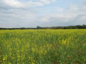 2009-04-13-004-Oil-Seed-Rape