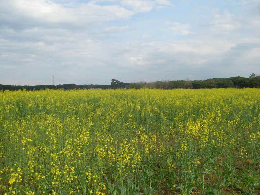 2009-04-13-004-Oil-Seed-Rape