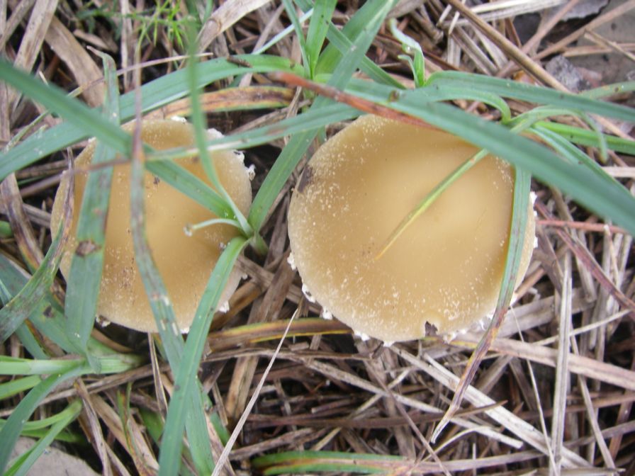 2009-04-13-010-Mushrooms