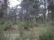 2009-04-13-011-Forest