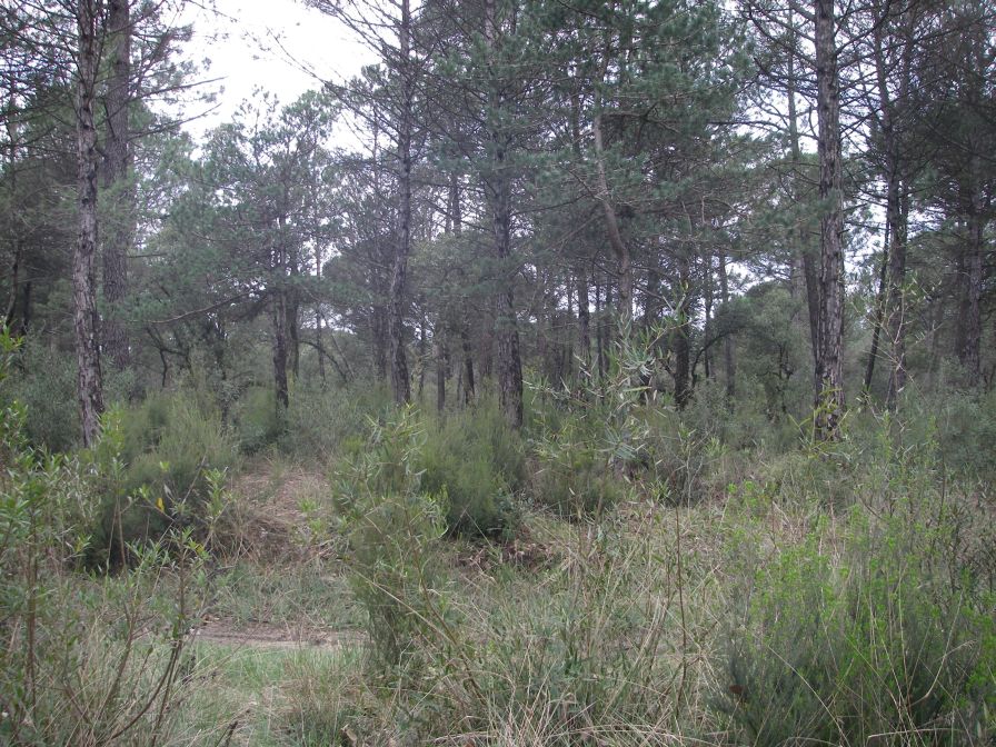 2009-04-13-011-Forest