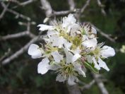 2009-04-13-013-Unknown-Blossm