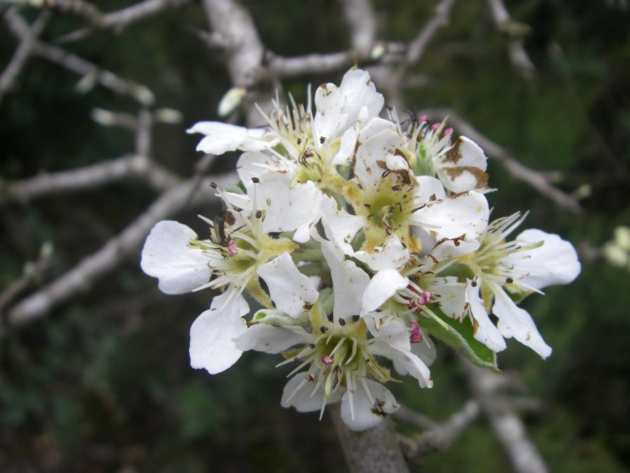 2009-04-13-013-Unknown-Blossm