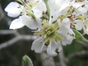 2009-04-13-014-Unknown-Blossm
