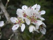 2009-04-13-015-Unknown-Blossm
