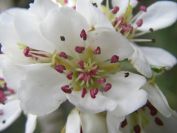 2009-04-13-016-Unknown-Blossm