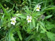 2009-04-13-019-Wild-Pansey