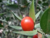 2009-04-13-020-Unknown-Fruit