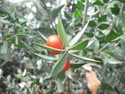 2009-04-13-021-Unknown-Fruit