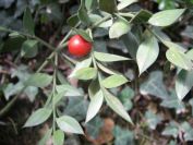 2009-04-13-022-Unknown-Fruit