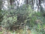 2009-04-13-023-Unknown-Fruit