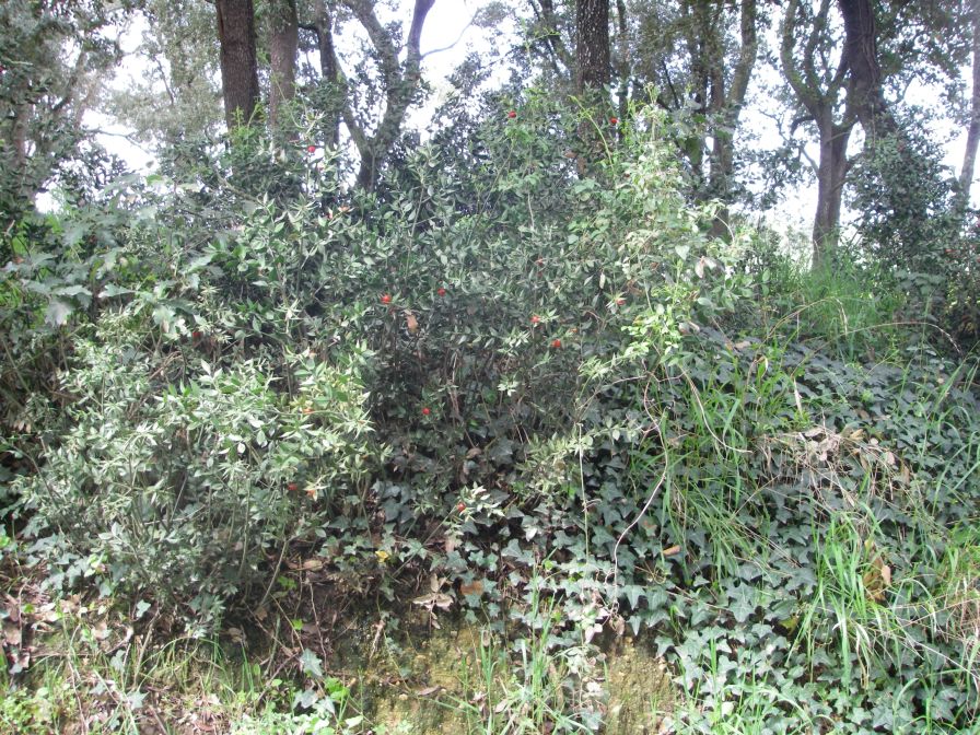 2009-04-13-023-Unknown-Fruit