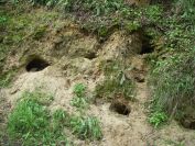 2009-04-13-024-Badger-Set