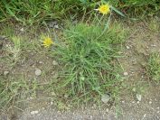 2009-04-13-026-Tragopogon