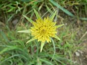 2009-04-13-027-Tragopogon