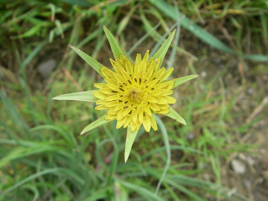 2009-04-13-027-Tragopogon
