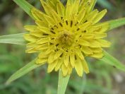 2009-04-13-028-Tragopogon