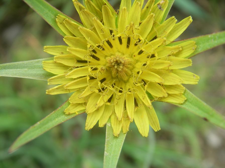 2009-04-13-028-Tragopogon