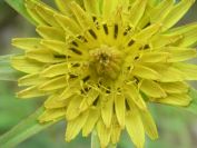 2009-04-13-029-Tragopogon