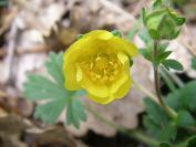 2009-04-13-030-Buttercup