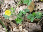 2009-04-13-031-Buttercup