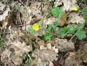 2009-04-13-032-Buttercup