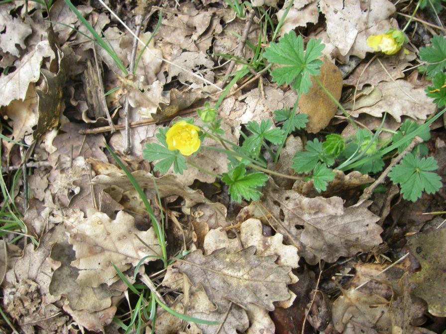 2009-04-13-032-Buttercup