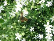 2009-04-13-036-Stichwort-and-Moth