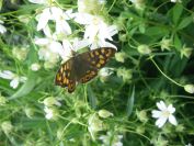 2009-04-13-037-Stichwort-and-Moth