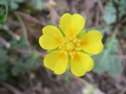 2009-04-13-041-Buttercup