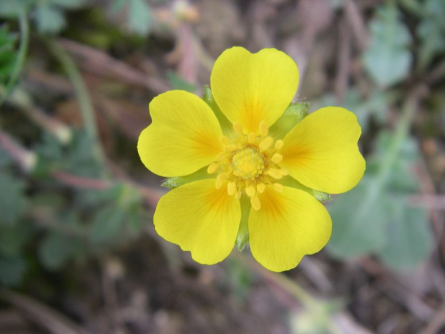 2009-04-13-041-Buttercup