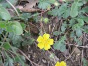 2009-04-13-042-Buttercup