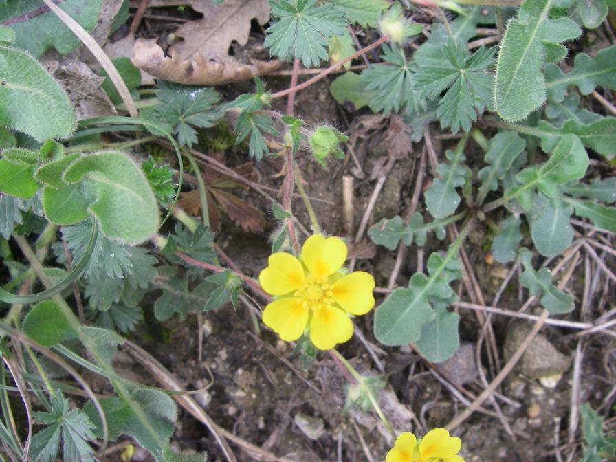 2009-04-13-042-Buttercup