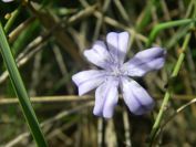 2009-04-13-049-Blue-Rush-Flower