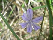 2009-04-13-050-Blue-Rush-Flower