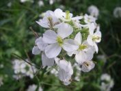 2009-04-13-051-White-Cabbage