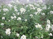 2009-04-13-052-White-Cabbage