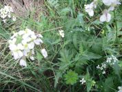 2009-04-13-053-White-Cabbage