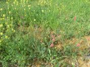 2009-04-13-055-Unknown