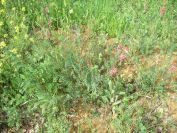 2009-04-13-061-Unknown