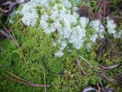 2009-04-14-013-Moss-and-Lichin