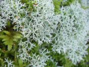 2009-04-14-014-Moss-and-Lichin