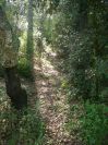 2009-04-14-016-Cork-Oak-and-Wild-Boar-Path