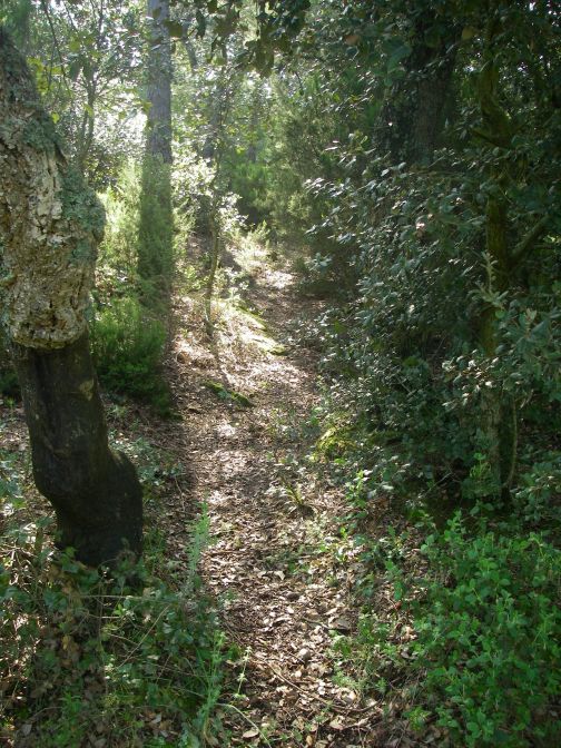 2009-04-14-016-Cork-Oak-and-Wild-Boar-Path