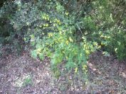 2009-04-14-017-Broom