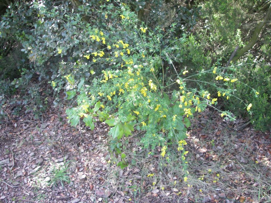 2009-04-14-017-Broom