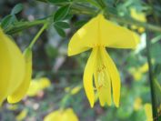 2009-04-14-018-Broom