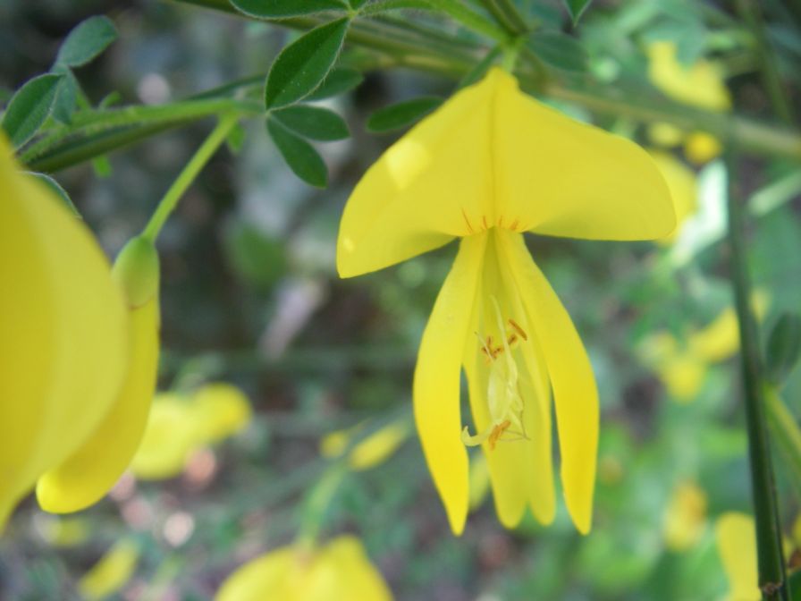 2009-04-14-018-Broom