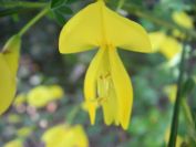2009-04-14-019-Broom